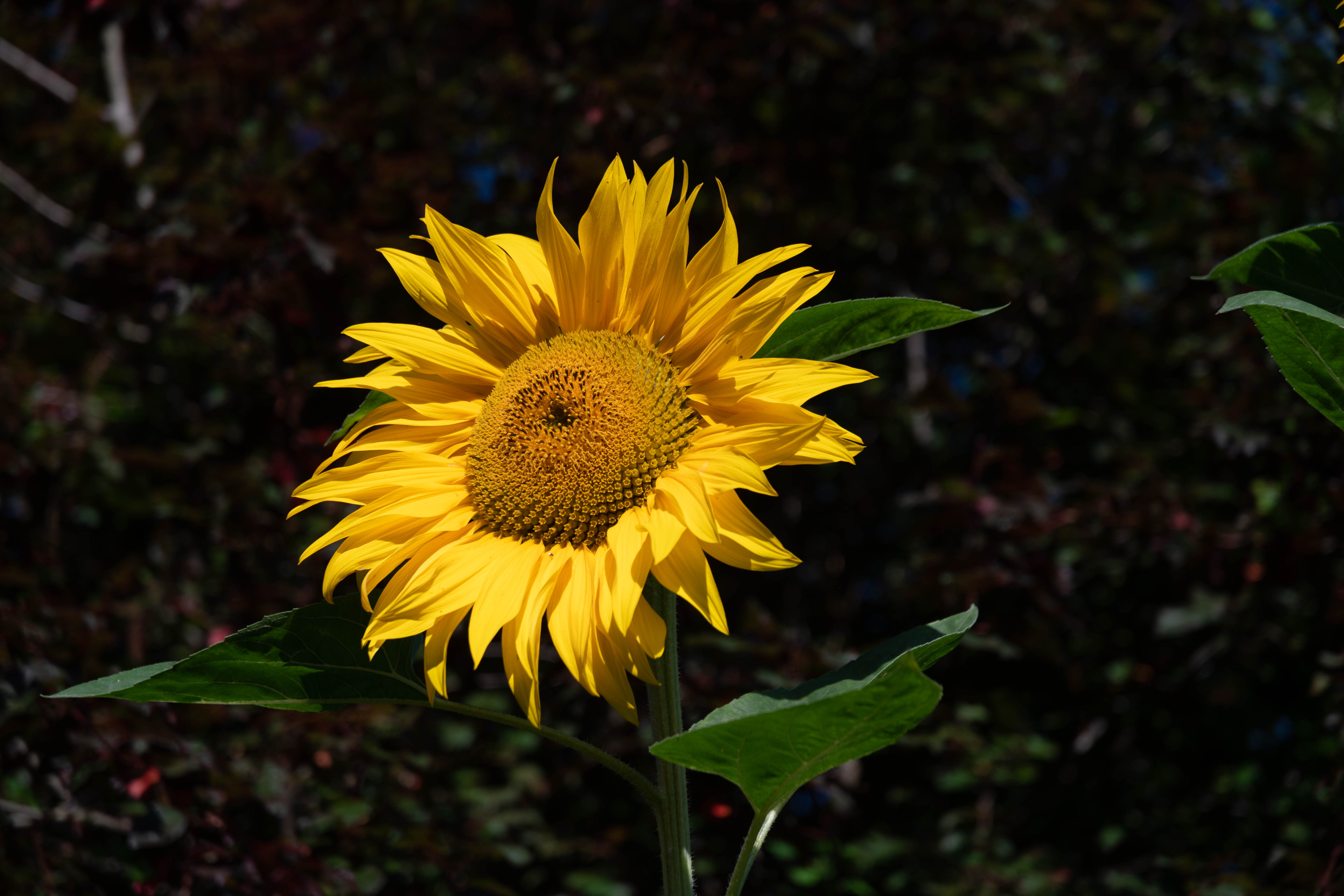 July: Sunflower, Hopbines Manor Garden